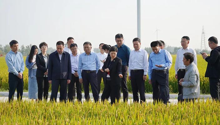 市領導帶隊調研全市優質稻米產業發展情況